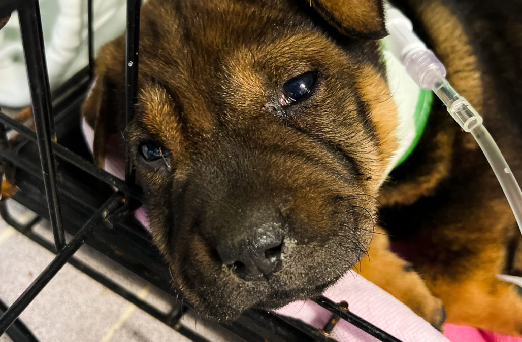 66569846559 98 F5 C5 D0 D367 487 D 847 F 1 A2 BD3 C1 EE03