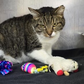 6a61945e64c5648f3378b7190aef9508