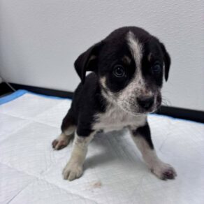 704f69a4c1f6beefa139aaf03cf78631