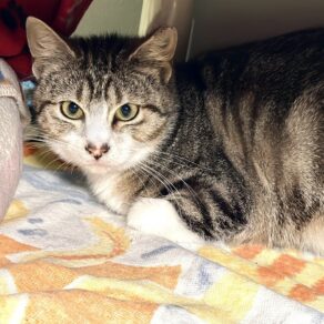 7203dacbbf0e375bcf46adc2a5177a18