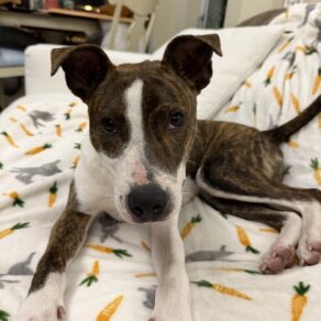 743da5bc1f2c2463284ea09083f4dd7d