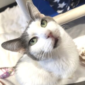 7ddc0455f23f9485fc6de5ceaa9788e5