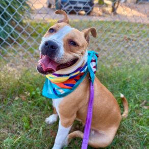 7fe29299408311a693c06a9b878ec64e