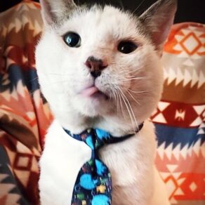 8120dc8c47359ecf375cf442daa3e17c