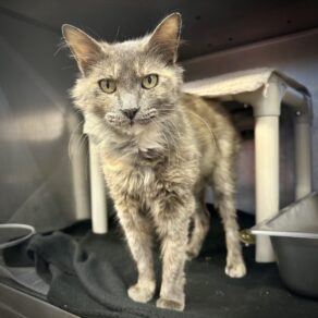 826f16abcd92db9dbc2445c52585bd60