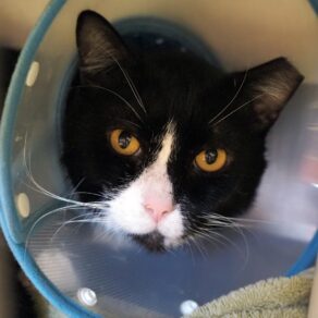 85a07e47dfb5369c54b3f1213fcc84ab