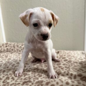 89890250e165afd6349a9b945ee5864f