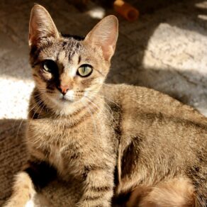 8cb9edd0dd35a3a5b0f364c1b1dbf407