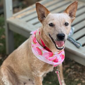 91a15882e077ecf78b058abcfe9fdfce