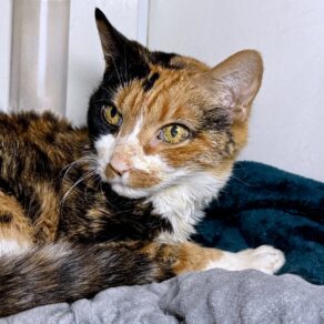 9200c8e60ce93d7015a5dff929d2712d