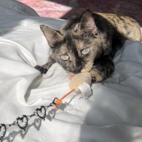 971ddd4634af64ac1a2d89e6d2d3af23