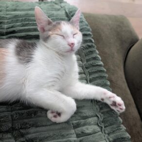 977dbbdf3d816f275c5681bb3a88326c