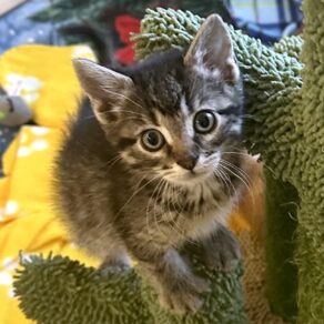 A0a466665d98ff41a478c0ffe0fa4134