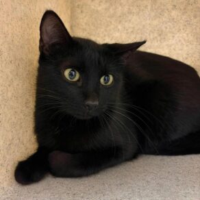 A20d2a7c07a157ef298adb5bd001c831