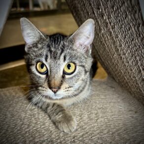 A2622ff19334e0e2e023953a369ecc40