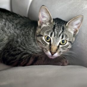 A2bd6759431f4668cfd78aac0a45869a