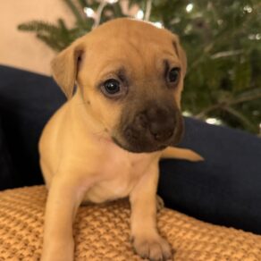 A449114777fddb2866a27b8ba3944f64