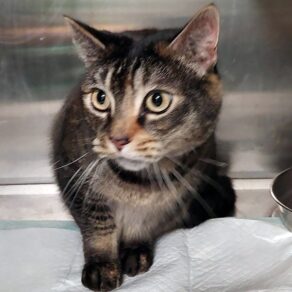 A62709b7d09c53a42612b6af779ce3a9