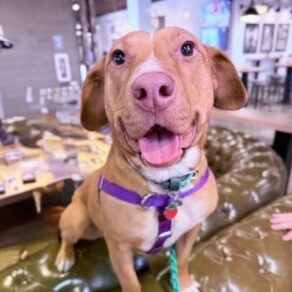 A81ddf004460b5d174b33990b58274dc