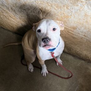 A8266b3fc420ed632fae0c1e524d6564