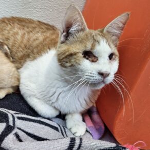 A88c377e738fe8da94db889ad9b9237a