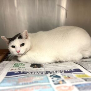 A905fe74159309cbfb9e53e8f23f611d