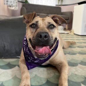 A971a6e6f2327e3d2e6cead1489dd283