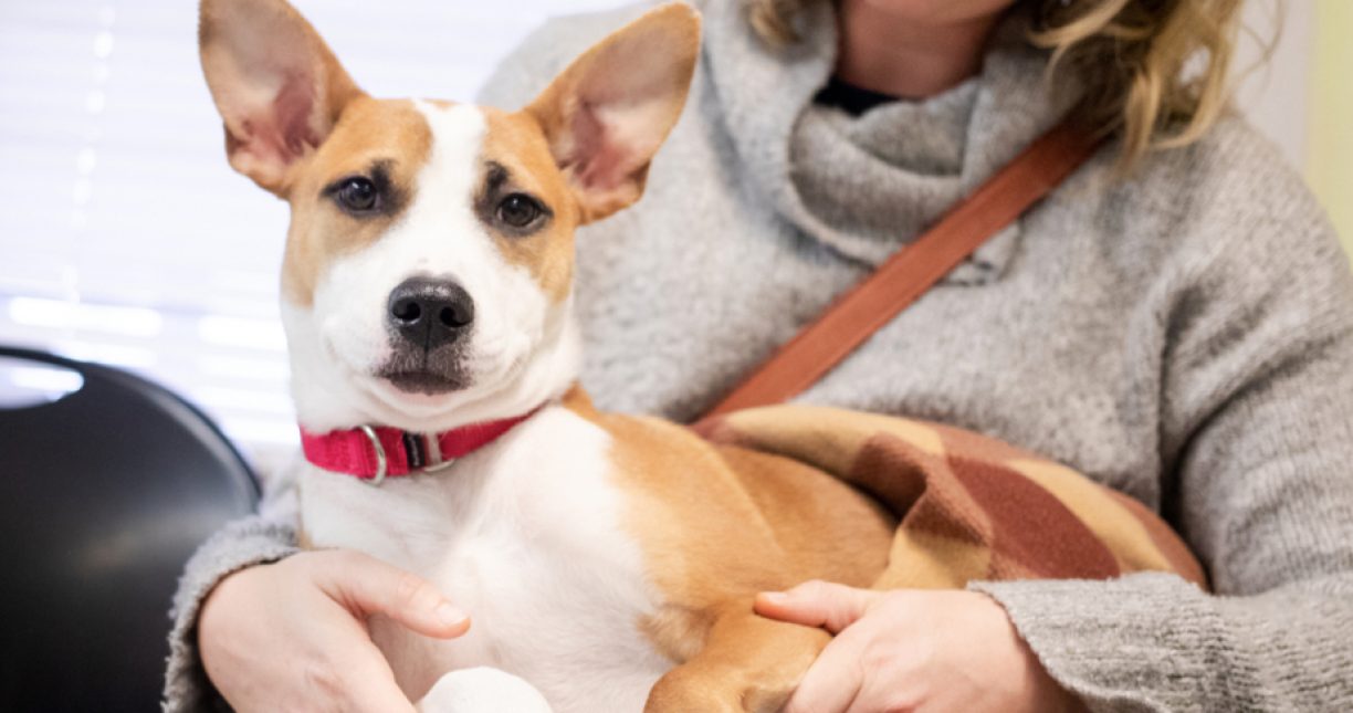 Adopter Resources Banner