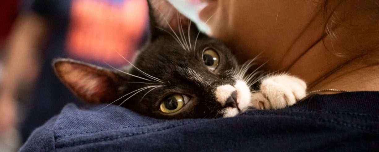 Adopter Resources Banner