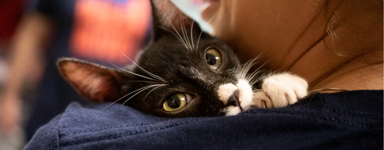 Adopter Resources Banner