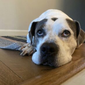 Ae9d4189ef0782f6bef6db21eed02bd2