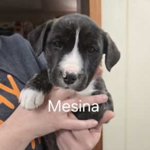 Af0e3cb4f5b4c32766307cccd16d975f