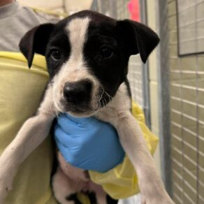 Af55109461367d5463f8afb386ee8be0