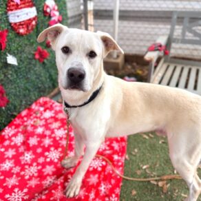 B39ad4c116a8ccdd91d5048c4122e436