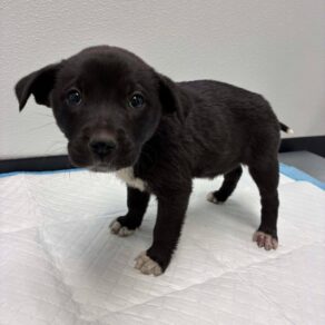 Baf28557f61f631ef141173f9367fc22