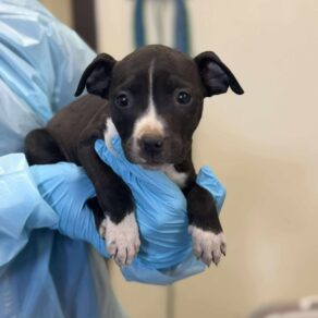 Bc774591f5af87bb700799d4341d8706