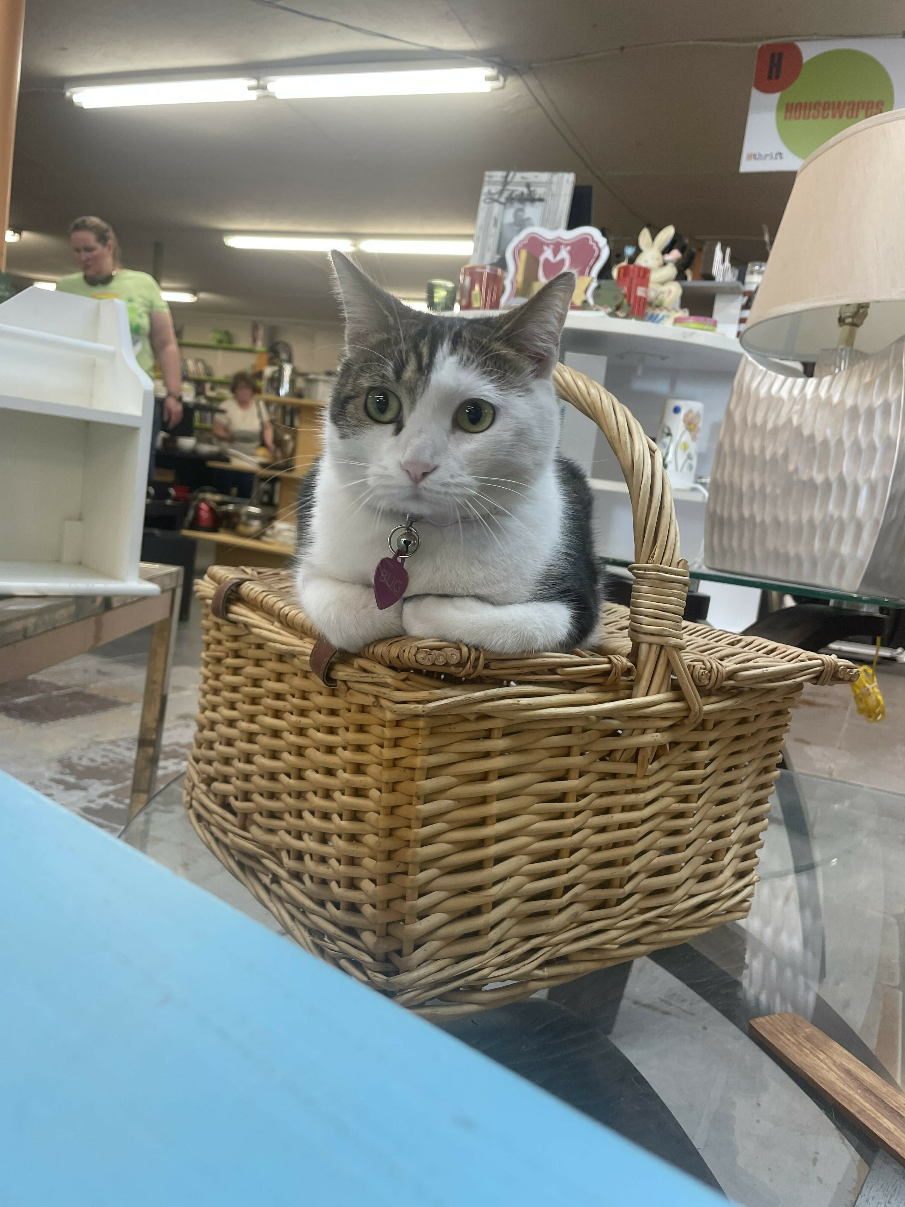 Bug in basket