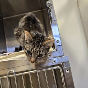 C1b42cff3d5784cd4a17df39fa1f7097