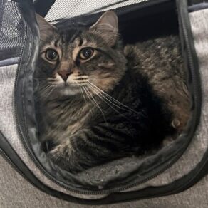 C41ddb200b2bbff9c29f34bb8cd2ecb8