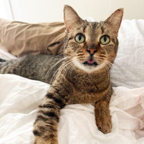 C57011a96031f1135b9adddd62fe0351