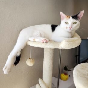 C5a4c39b5bc7968243acba19755e6b05