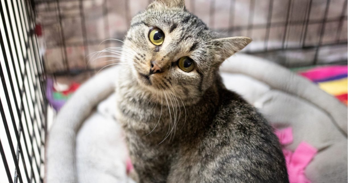 Catsthatneedyoumost Banner