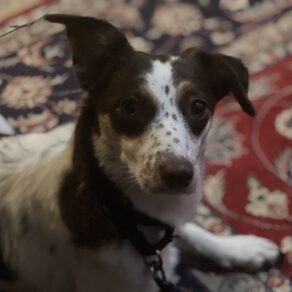 Cfcfe5ef9d4adb237e9d3c0a0365abc9