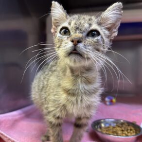 D11af4454df7f91752bba71b3f1cf385