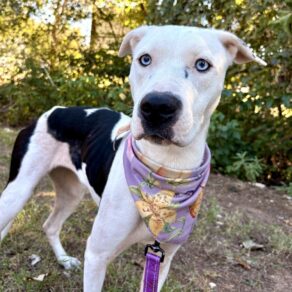 D12250fed099102ee5c04405c8a6071c