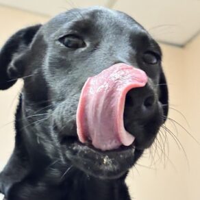 D13375a6ce71e1b31c5a827a2b33221d