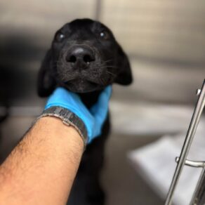 D17ae593713c73b413e5b811c4ef1ac0