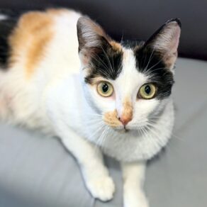 D1c41db4c99b9b55f8dc0e15c49942e0