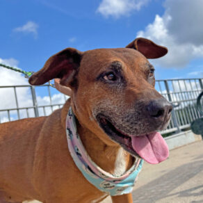 D33ae4d91ee4090046ea8f2ee0cbb9a1