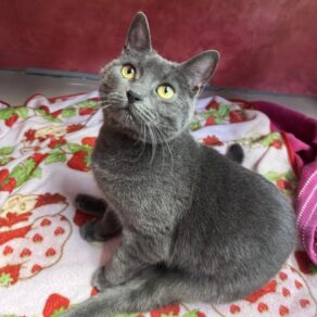 Dc7816a1ec64f9dc8d745afbd4026603